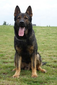 cak-Red-Rock-K9-Import